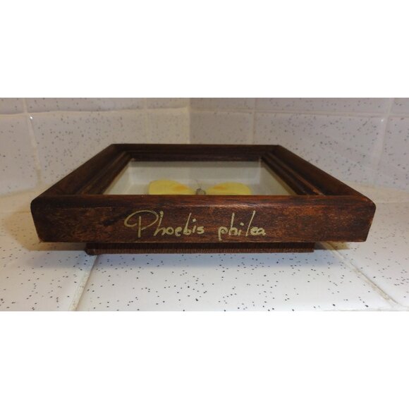 Vintage Wood Framed Orange Sulphur Butterfly oddity curiosity insect bug - Picture 12 of 13